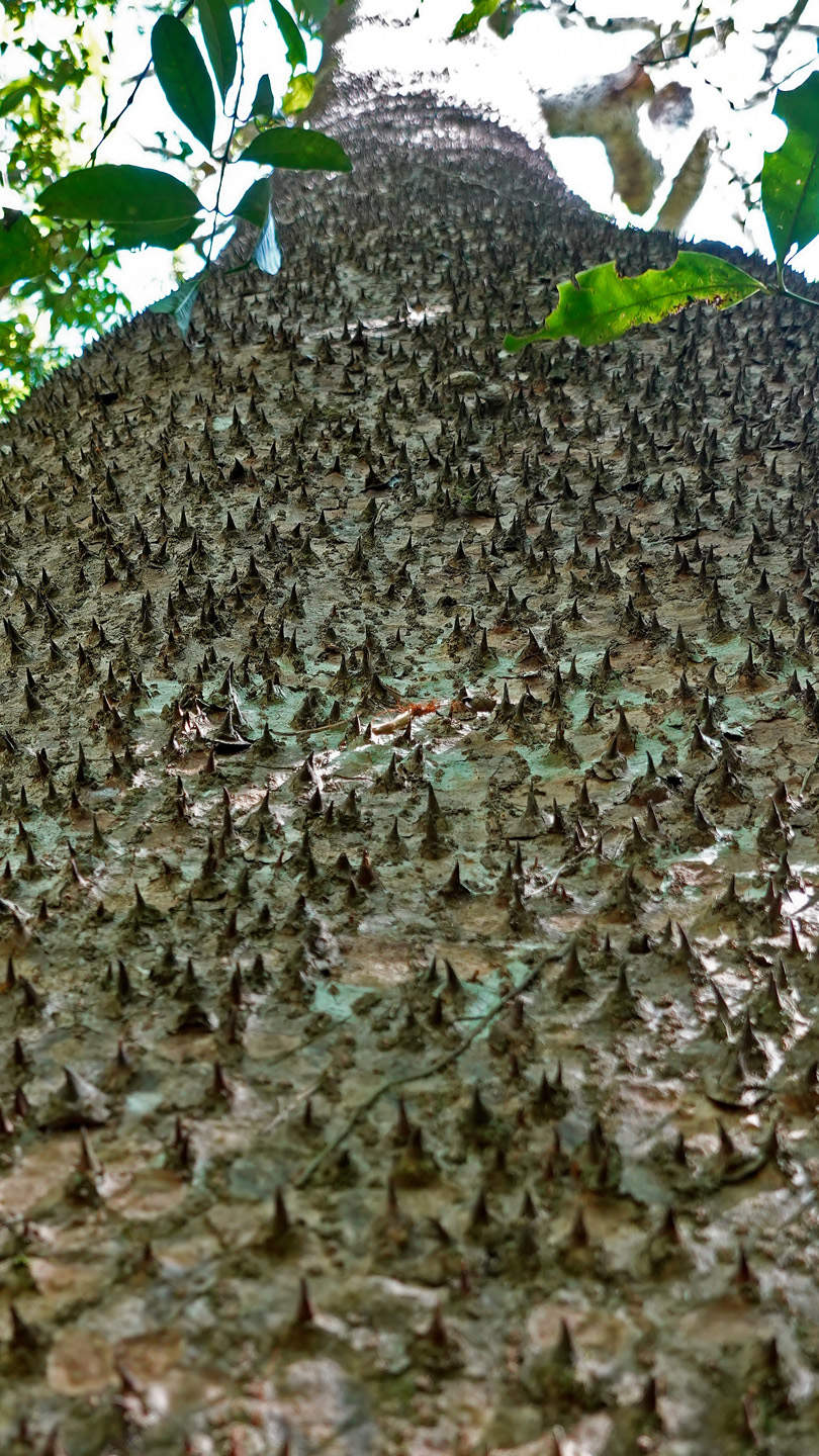 Sandbüchsenbaum